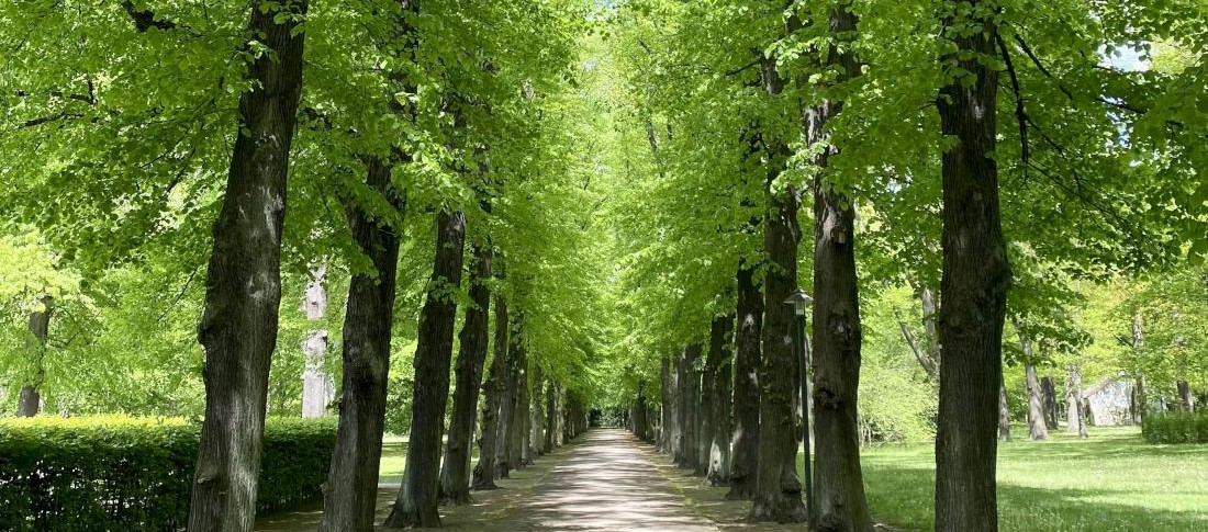 Antependiumweissquer